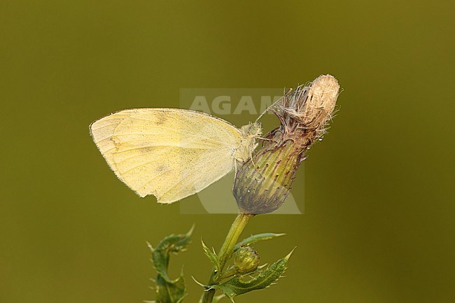 Klein Koolwitje, Small White, stock-image by Agami/Walter Soestbergen,