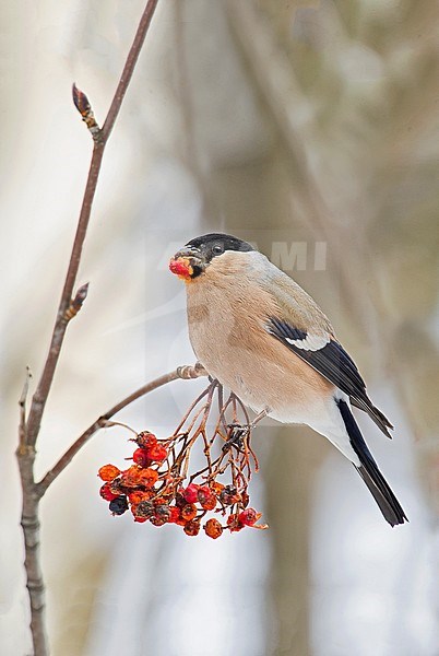 Eurasian Bullfinch (Pyrrhula pyrrhula) eating from red berries. stock-image by Agami/Alain Ghignone,