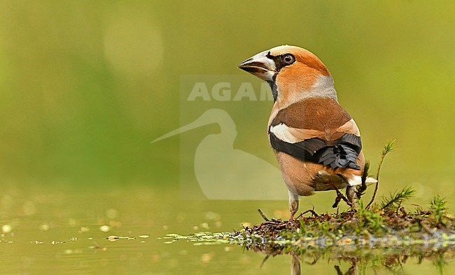 Coccothraustes coccothraustes stock-image by Agami/Eduard Sangster,