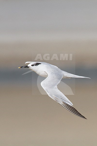 Sandwich Tern (Sterna sandvicensis) along the Dutch North sea coast in autumn. stock-image by Agami/Menno van Duijn,