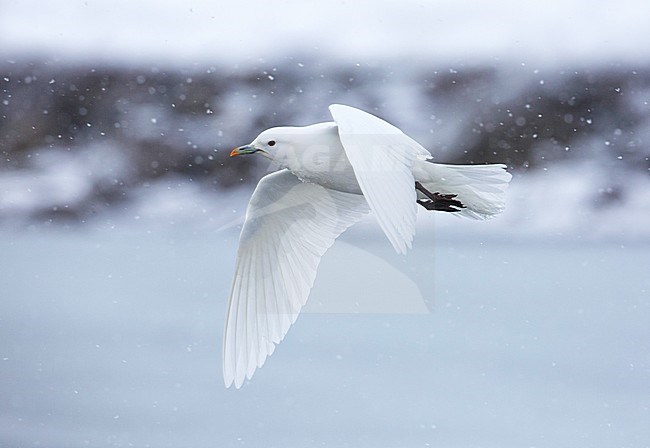 Vliegende Ivoormeeuw in de winter;  Flying Ivory Gull in the winter stock-image by Agami/Arie Ouwerkerk,