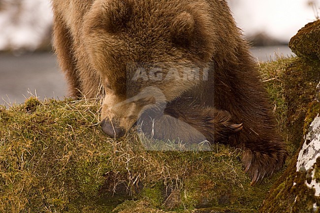 Kamtsjatkabeer, Kamchatka Brown Bear stock-image by Agami/Sergey Gorshkov,