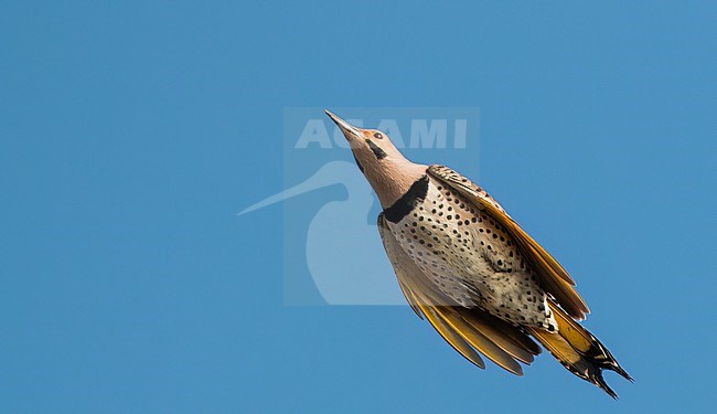A Northern Flicker (Colaptes auratus) in flight, seen from below stock-image by Agami/Ian Davies,
