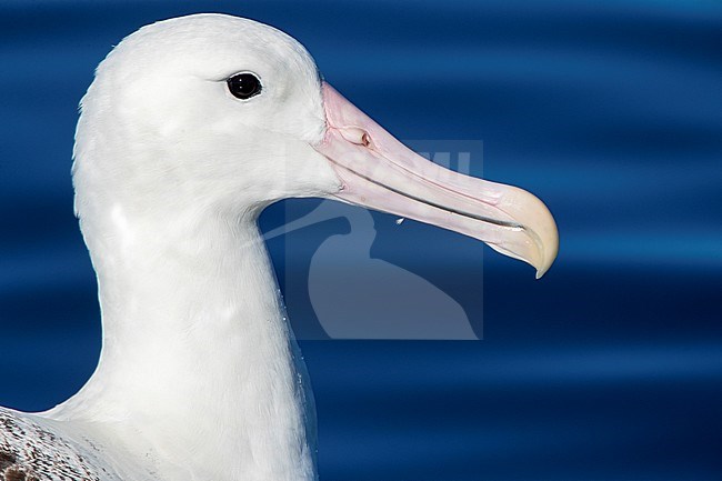 Portrait of a swimming adult Southern Royal Albatross (Diomedea epomophora) off Kaikoura in New Zealand. Showing huge pink bill. stock-image by Agami/Marc Guyt,