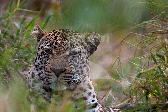 Portrait of a male leopard, Panthera pardus, hiding in tall grass. Mala Mala Game Reserve, South Africa. stock-image by Agami/Sergio Pitamitz,