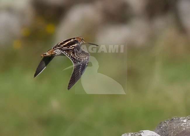 Wilson's Snipe (Gallinago delicata) flying above the fields above Lapa on Corvo in the Azores, Portugal. Vagrant from North America during autumn. stock-image by Agami/David Monticelli,