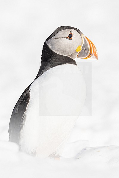  stock-image by Agami/Menno van Duijn,