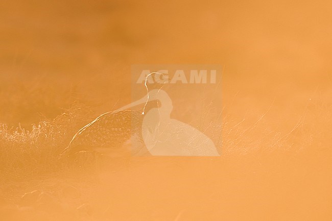 Houbara Bustard (Chlamydotis undulata fuertaventurae) on the Canary Island of Fuerteventura. This subspecies is highly restricted and endangered, with less then 500 birds left in the wild. stock-image by Agami/Daniele Occhiato,