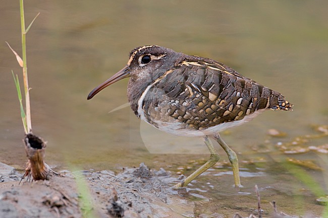Male Goudsnip; Mannetje Greater Painted Snipe stock-image by Agami/Daniele Occhiato,