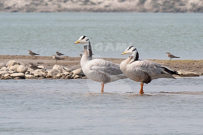 Bar-headed Goose, Anser indicus; pair standing in shallow water of the river Koshi in Nepal stock-image by Agami/Hans Germeraad,