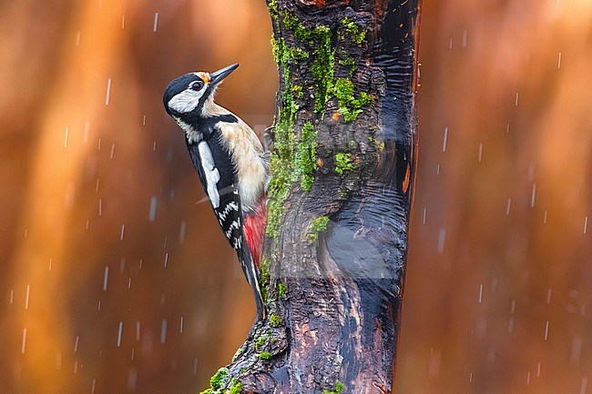 Great Spotted Woodpecker (Dendrocopos major) stock-image by Agami/Daniele Occhiato,