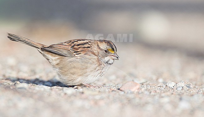 White-throated Sparrow (Zonotrichia albicollis) standing on the ground during autumn migration in Quebec, Canada. stock-image by Agami/Ian Davies,