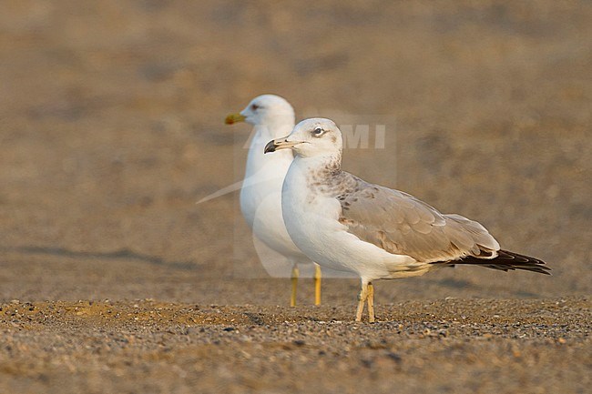 Reuzenzwartkopmeeuw, Pallas's Gull Ichthyaetus ichthyaetus, Oman, 2nd W stock-image by Agami/Ralph Martin,