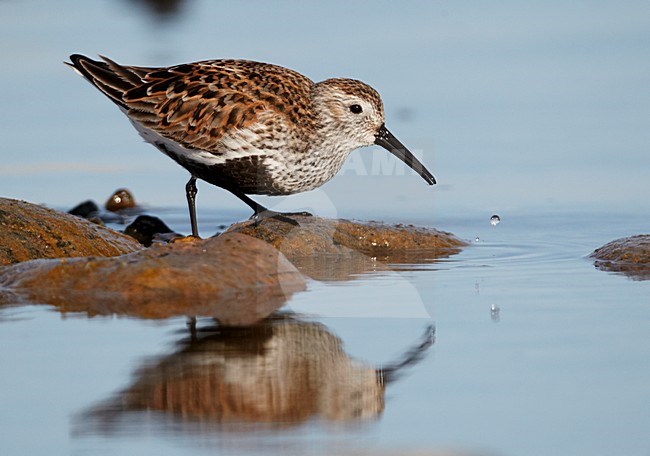 Adult zomerkleed Bonte Strandloper aan de kust; Adult summer Dunlin on rocky shore stock-image by Agami/Markus Varesvuo,