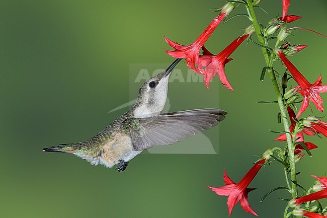 Adult female Lucifer Hummingbird (Calothorax lucifer) drinking nectar from tiny red flowers in Brewster County, Texas, USA. stock-image by Agami/Brian E Small,