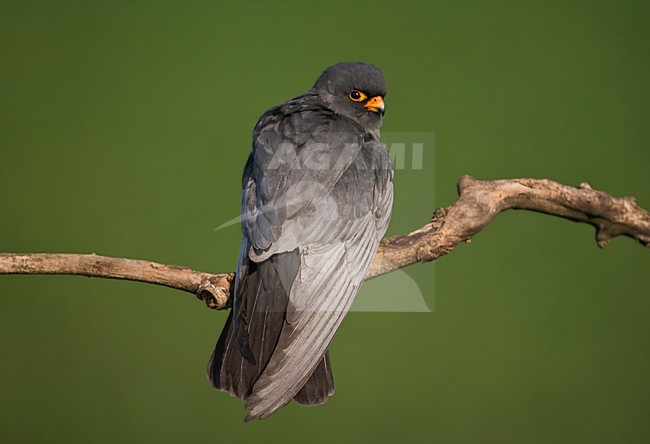 Roodpootvalk, Red-Footed Falcon, Falco vespertinus stock-image by Agami/Marc Guyt,