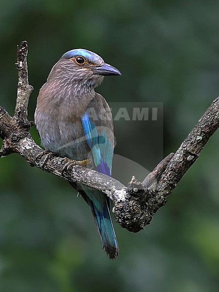 Indochinese roller (Coracias affinis) stock-image by Agami/Alex Vargas,