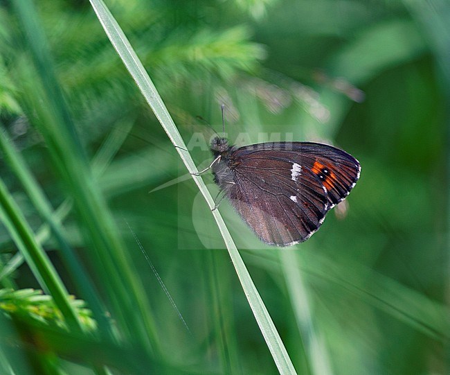 Arran Brown, Erebia ligea, at rest stock-image by Agami/Dick Forsman,