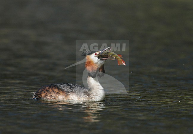 Fuut  zwemmend met vis; Great Crested Grebe swimming with fish stock-image by Agami/Menno van Duijn,
