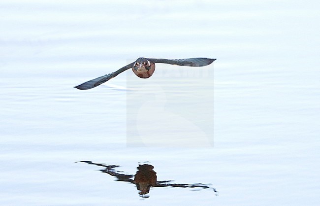 Common Kingfisher (Alcedo atthis) in flight at Nivå, Denmark. stock-image by Agami/Helge Sorensen,