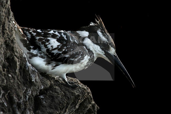 Pied Kingfisher, Ceryle rudis, Bonte IJsvogel, Chobe NP Botswana stock-image by Agami/Bas Haasnoot,