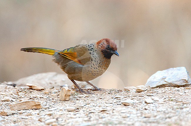 Chestnut-crowned laughingthrush (Trochalopteron erythrocephalum) at Pangot in the foothills of the Himalayas in India. stock-image by Agami/Marc Guyt,