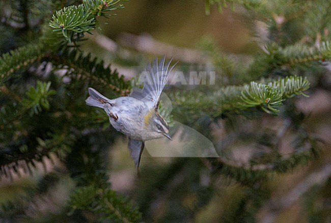 Firecrest (Regulus ignicapilla) in Pre-pyrenees of Spain during summer in an urban area. Taking off from a branch. stock-image by Agami/Marc Guyt,