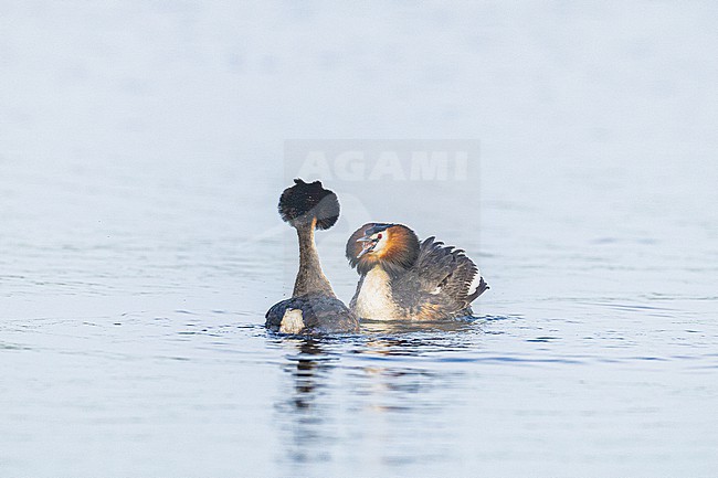 Fuut, Great Crested Grebe, Podiceps cristatus stock-image by Agami/Menno van Duijn,