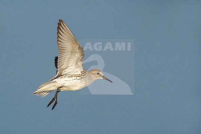 Adult breeding
Galveston Co., TX
May 2023 stock-image by Agami/Brian E Small,