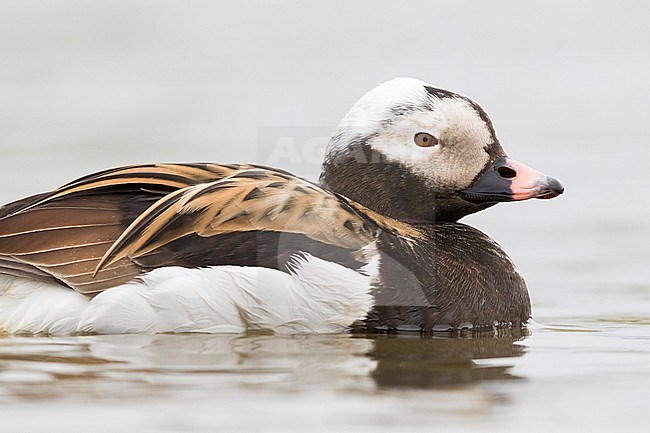 Long-tailed Duck (Clangula hyemalis), adult male close-up stock-image by Agami/Saverio Gatto,