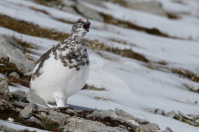 Adult male Rock Ptarmigan (Lagopus muta) of subspecies helvetica is calling in the fresh October snow in the Bavarian Karwendel Moluntains stock-image by Agami/Mathias Putze,