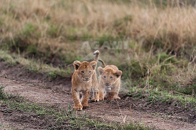 Two three-month-old lion cubs, Panthera leo, playing. Masai Mara National Reserve, Kenya. stock-image by Agami/Sergio Pitamitz,