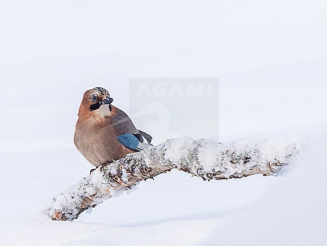 Eurasian Jay, Garrulus glandarius, perched on a branch in the snow in Finland. stock-image by Agami/Jari Peltomäki,