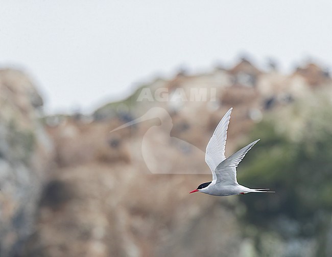 Adult Antarctic Tern (Sterna vittata bethunei) flying along the shore near research station Buckles bay in Macquarie Island, Australia. Sometimes known as subspecies macquariensis. stock-image by Agami/Marc Guyt,