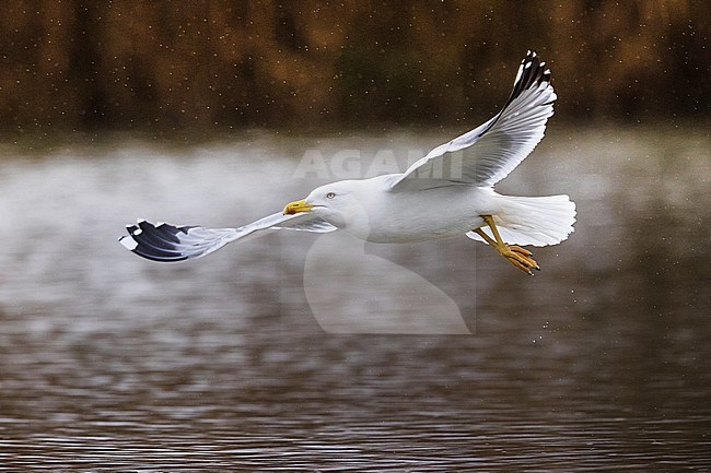 Adult Yellow-legged Gull, Larus michahellis, in Italy. Flying in the rain. stock-image by Agami/Daniele Occhiato,