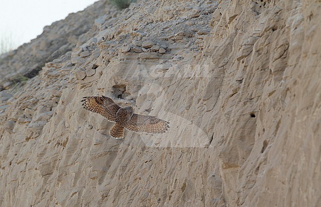 Pharao Eagle-Owl (Bubo ascalaphus) in flight in Dubai, UAE stock-image by Agami/Helge Sorensen,