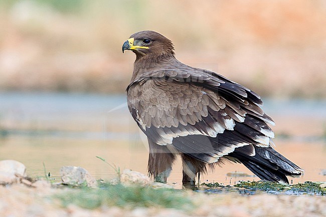 Steppe Eagle, Juvenile at drinking pool, Salalah, Dhofar, Oman (Aquila nipalensis) stock-image by Agami/Saverio Gatto,