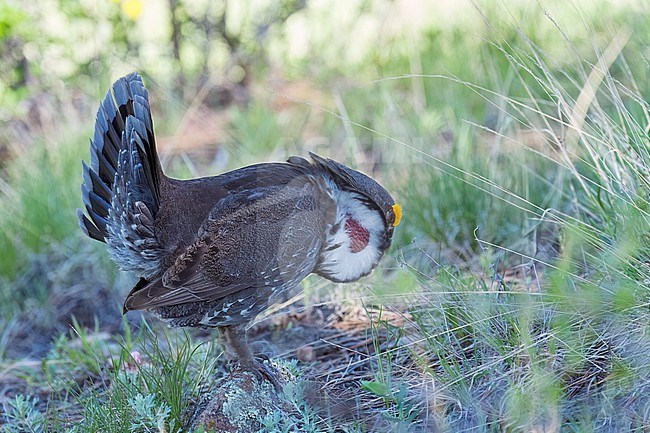 Adult male
Boulder Co., CO
June 2023 stock-image by Agami/Brian E Small,