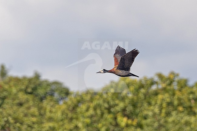 Flying White-faced Whistling Duck (Dendrocygna viduata) in Angola. stock-image by Agami/Pete Morris,