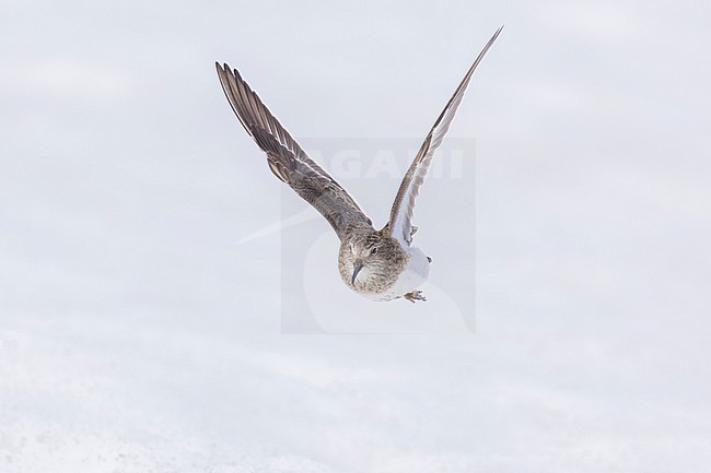 Temminck's Stint (Calidris temminckii), front view of an adult in flight, Finnmark, Norway stock-image by Agami/Saverio Gatto,
