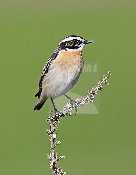 Whinchat (Saxicola rubetra) in Georgia. stock-image by Agami/Eduard Sangster,