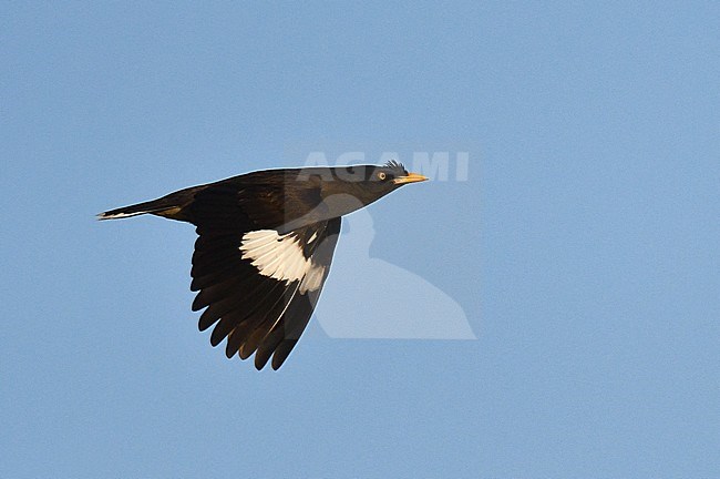 Jungle Myna (Acridotheres fuscus torquatus) in Myanmar. stock-image by Agami/Laurens Steijn,
