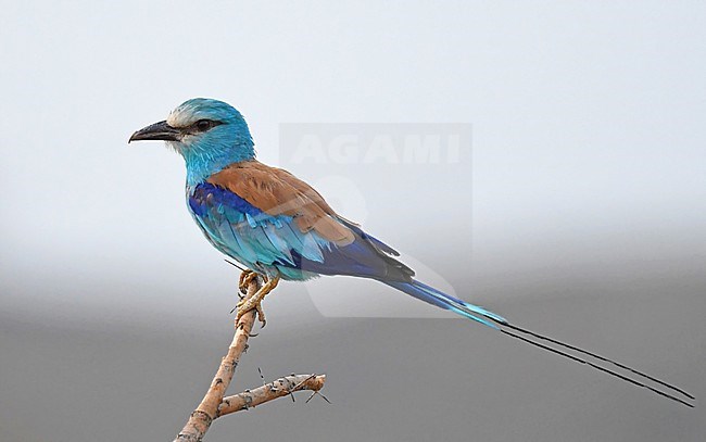 Abyssinian Roller (Coracias abyssinicus) is a summer visitor in Saudi Arabia. stock-image by Agami/Eduard Sangster,