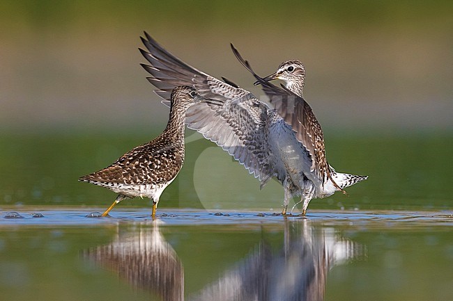 Two fighting Wood Sandpipers (Tringa glareola) during migration in Italy. Action in shallow water. stock-image by Agami/Daniele Occhiato,