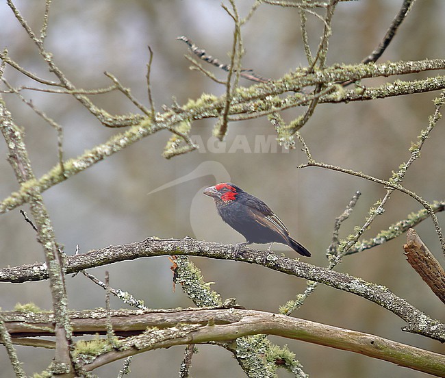 Red-faced Barbet (Lybius rubrifacies) in Uganda. stock-image by Agami/Pete Morris,