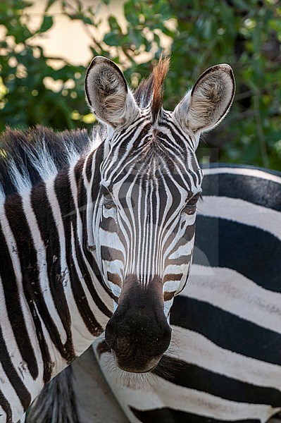 Portrait of a plains or common zebra, Equus quagga. Samburu Game Reserve, Kenya. stock-image by Agami/Sergio Pitamitz,