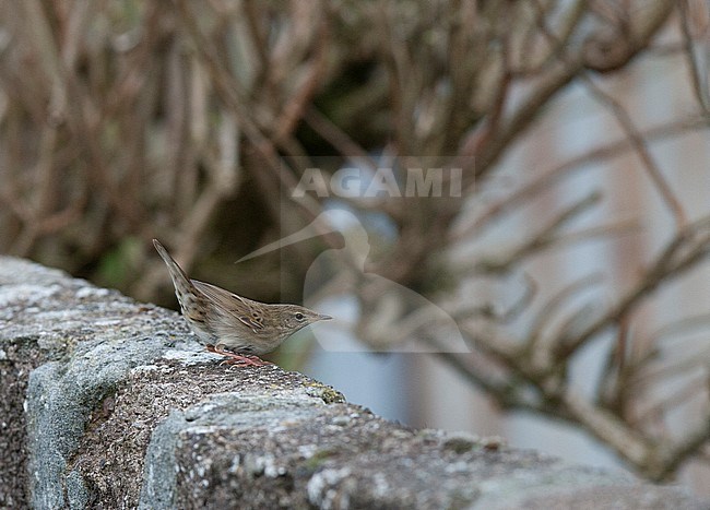First-winter Common Grasshopper Warbler (Locustella naevia) perched on a fench wall in the Shetland Islands, Scotland, during autumn migration. stock-image by Agami/Hugh Harrop,