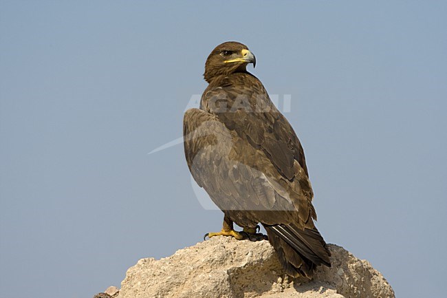 Volwassen Steppearend in zit; Adult Steppe Eagle perched stock-image by Agami/Daniele Occhiato,