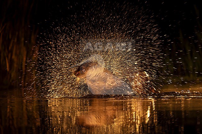 Eurasian otter (Lutra lutra) in Hungary. Fishing at night in a fish pond. Shaing water from its fur. stock-image by Agami/Marc Guyt,