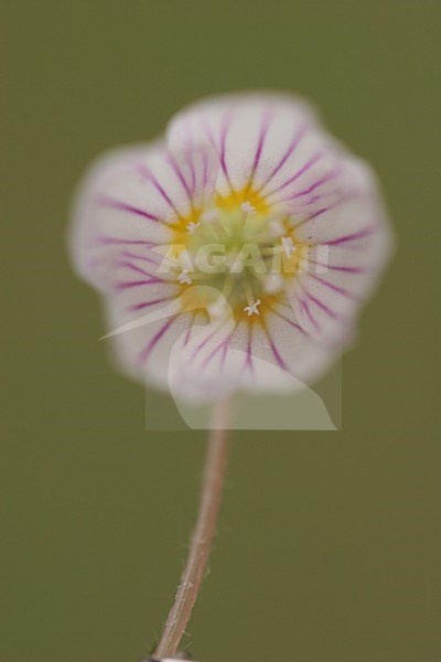 Witte klaverzuring bloem close up, Wood-sorrel flower close up stock-image by Agami/Menno van Duijn,
